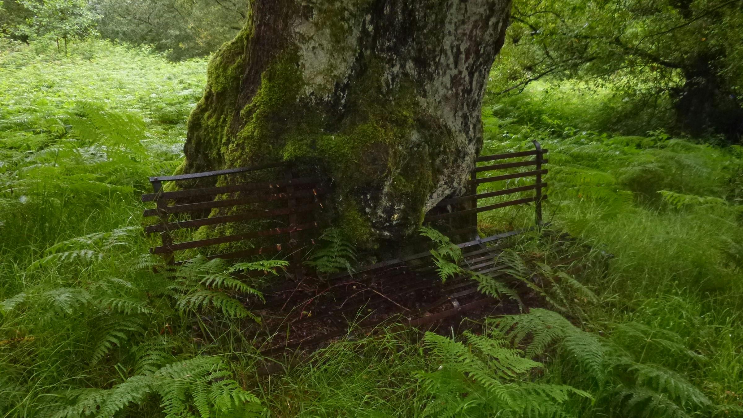 An ancient tree is a powerful thing