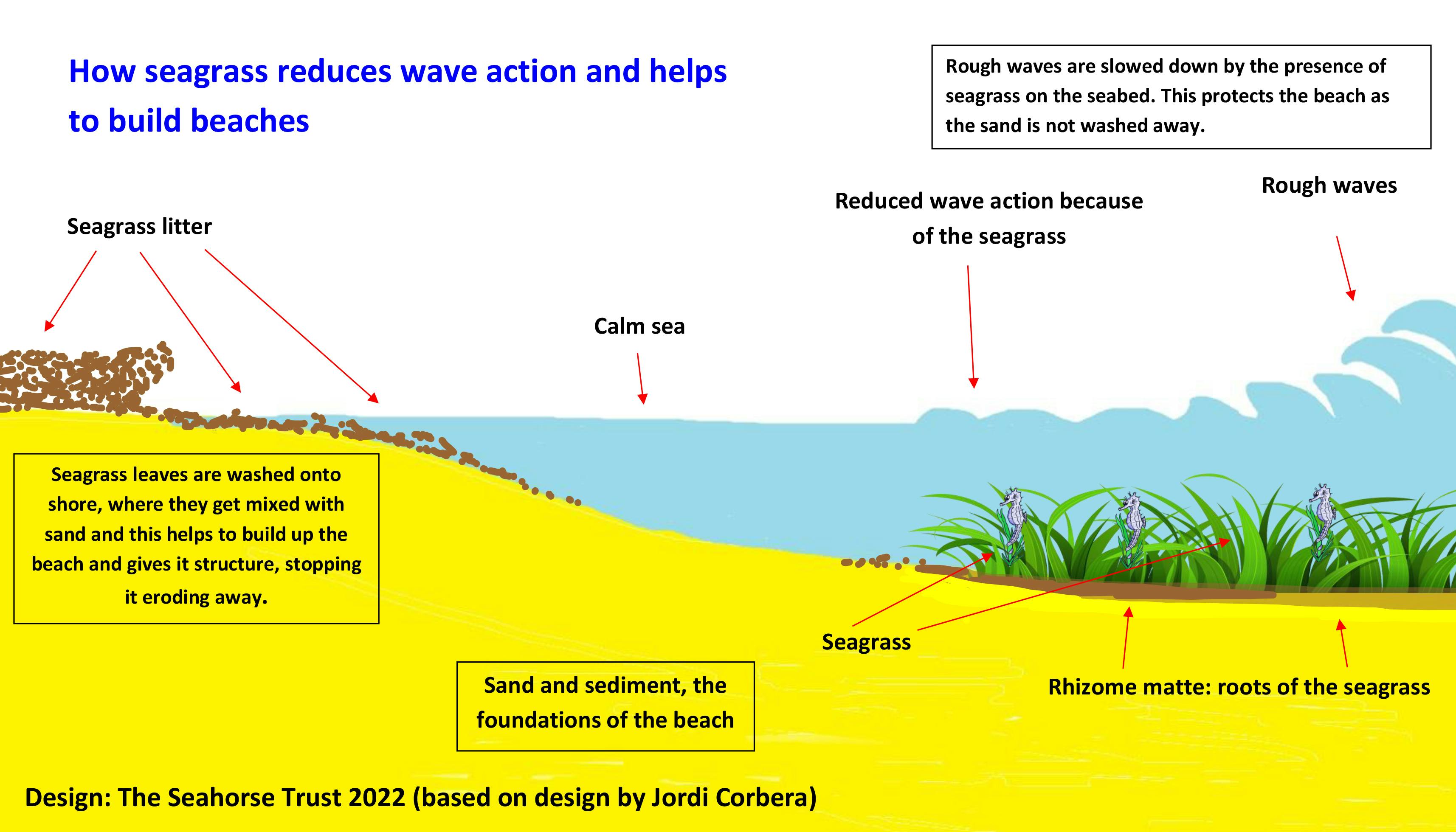 Seagrass action