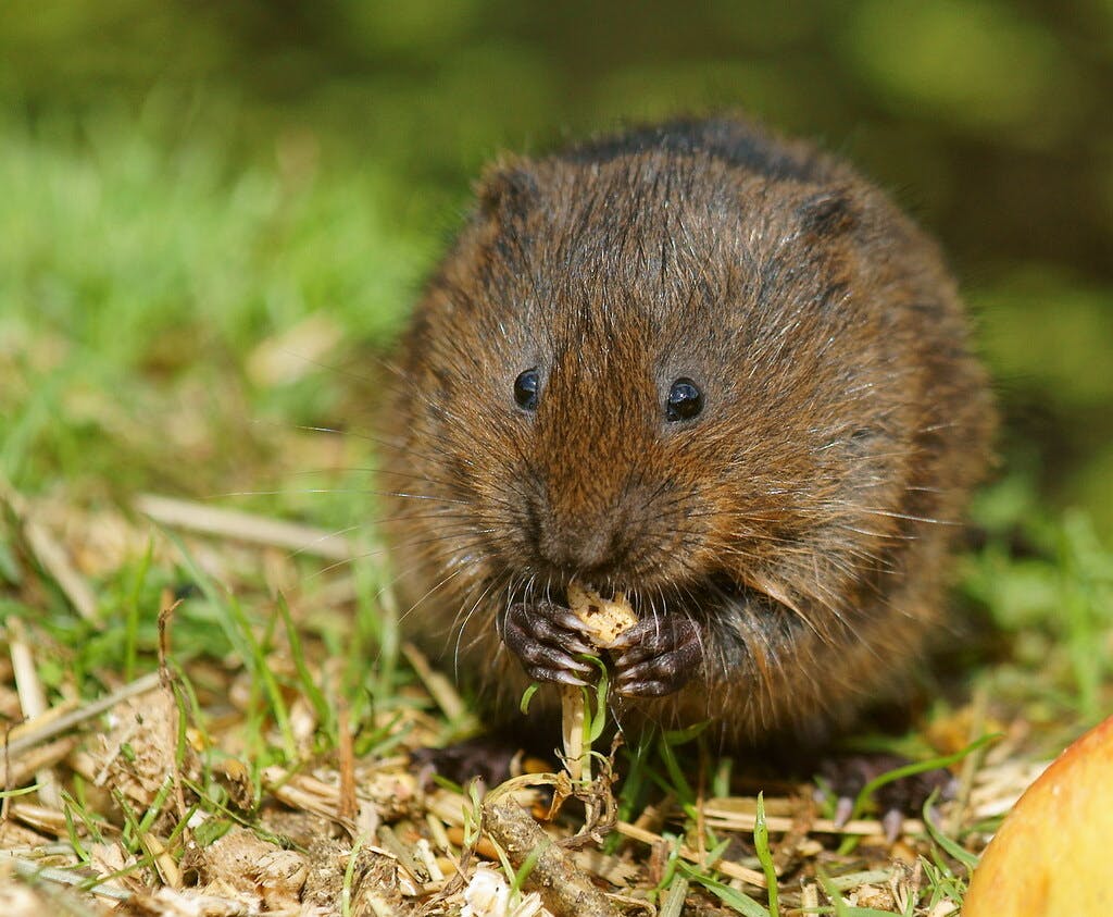 Photograph of a water vole