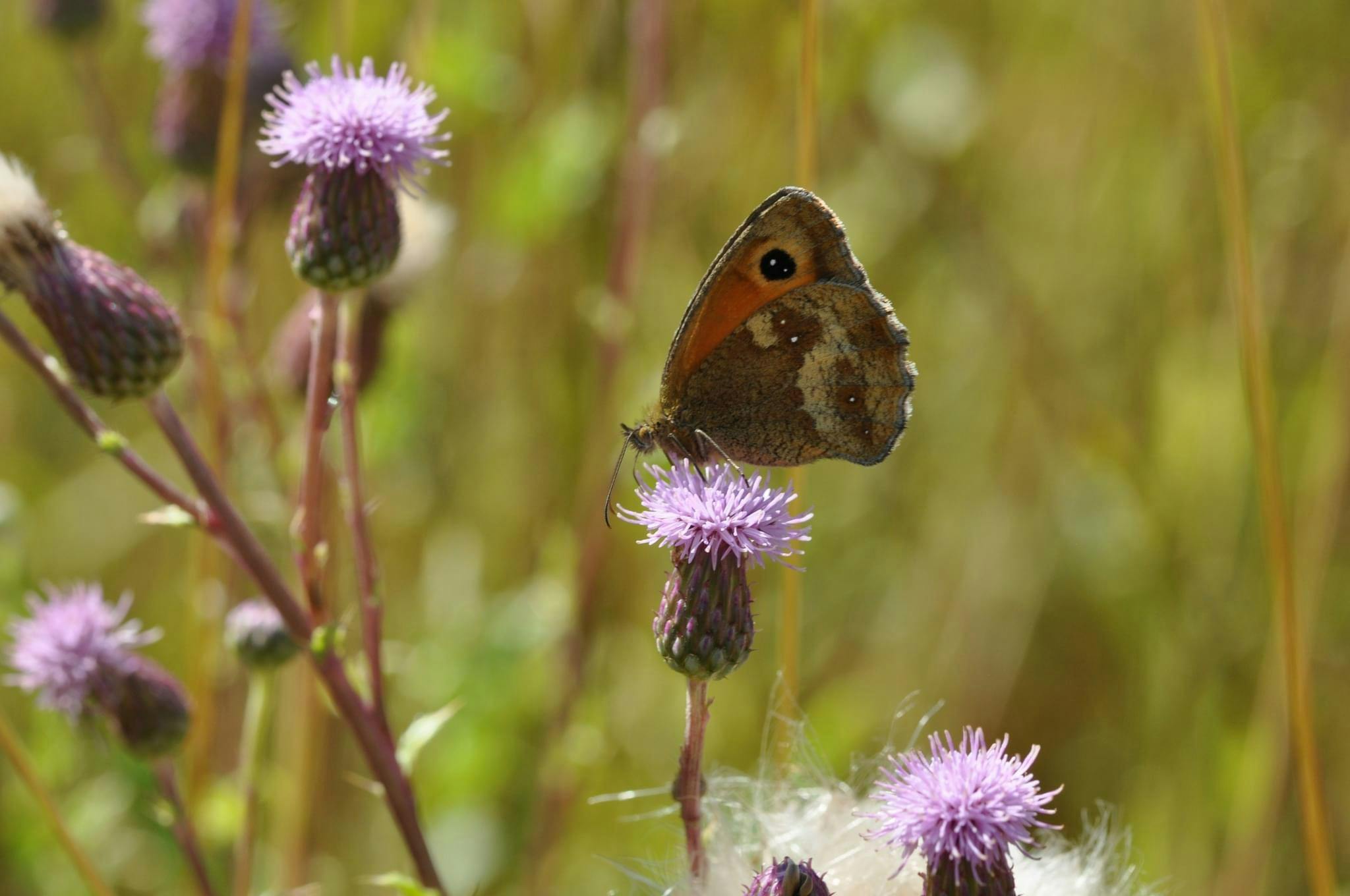 Gatekeeper - Bedfont Lakes (cred Andrew Griffiths).jpg