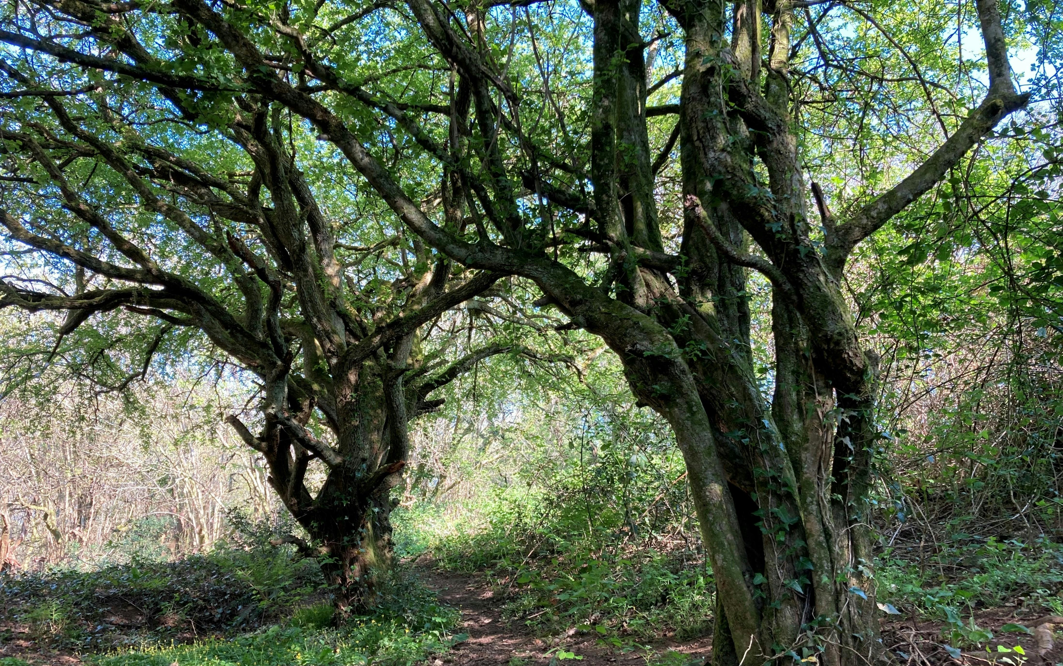 Massive hawthorns, remnants of an ancient hedge