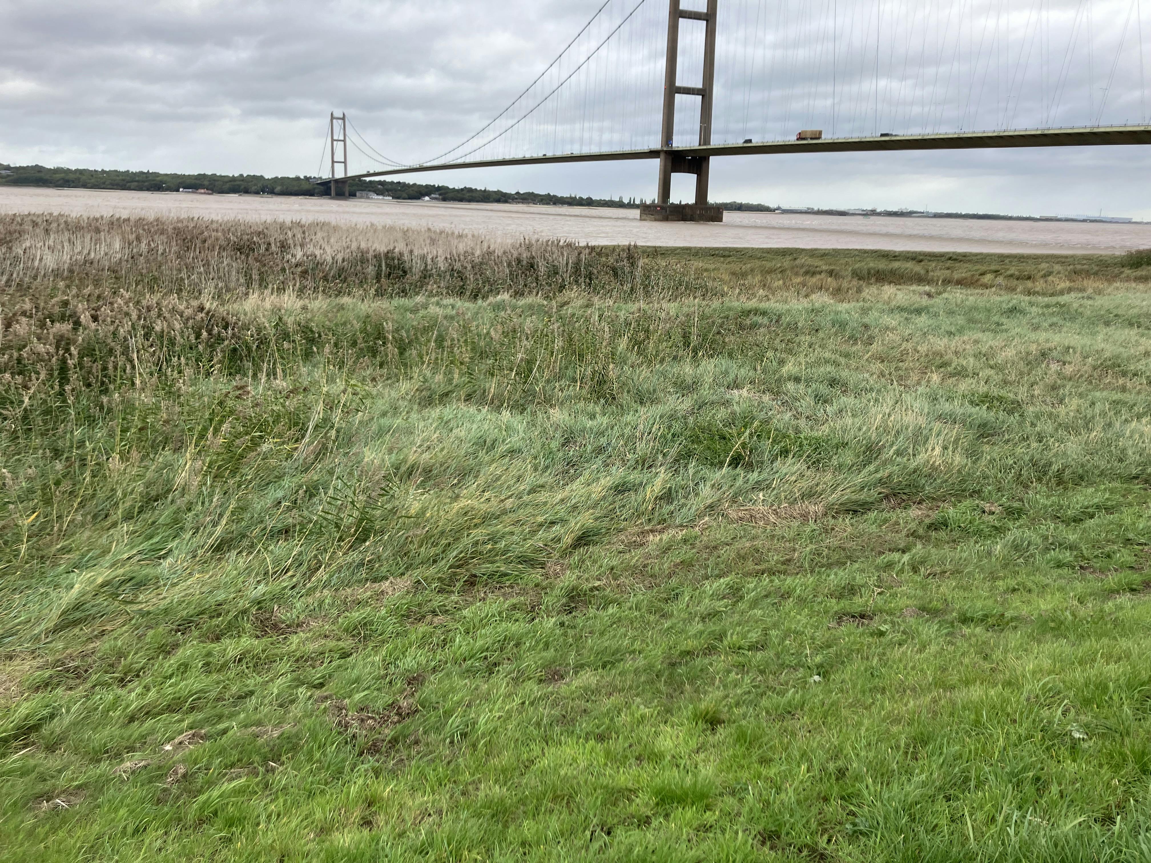 Photo of a large suspension bridge with two tall towers spans across a body of water, viewed from a grassy foreground under an overcast sky.