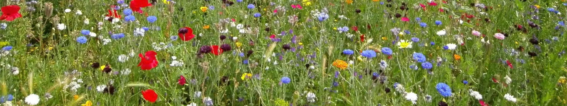 Close up of wild flowers in a meadow