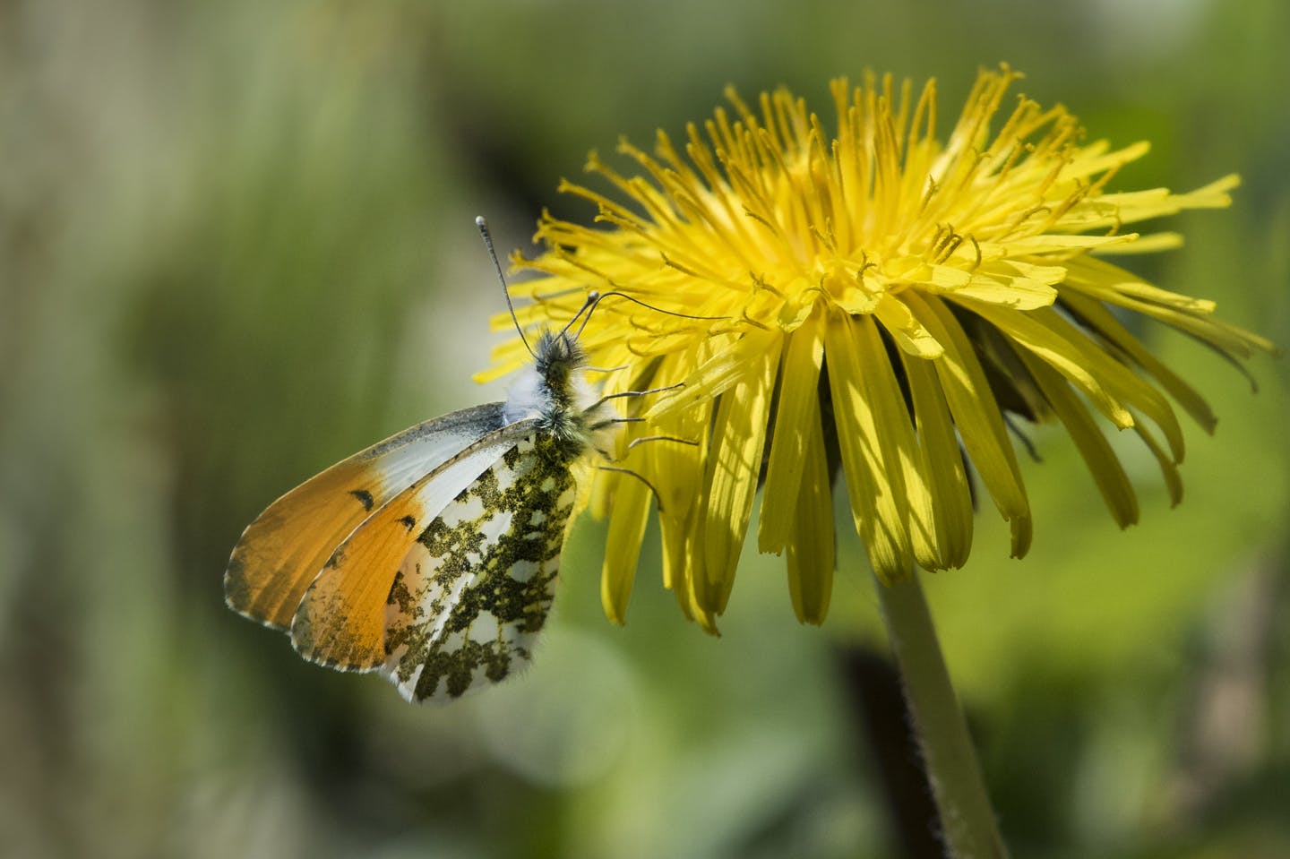 Orange Tipped Butterfly