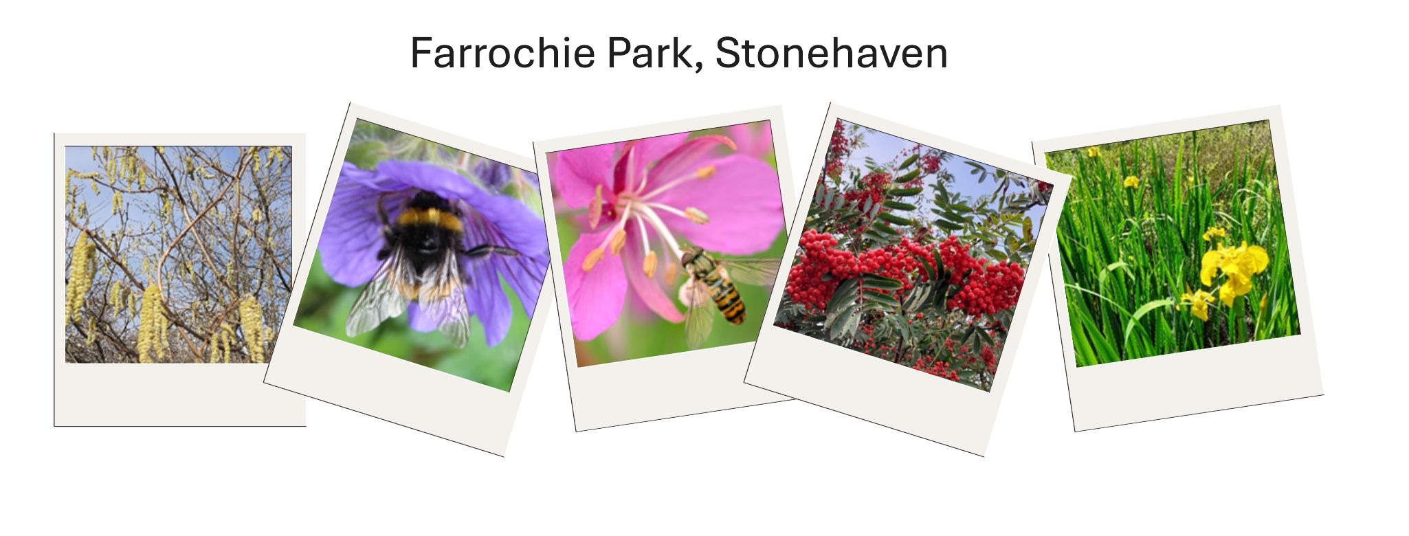 Pictures of  trees, flowers and insects