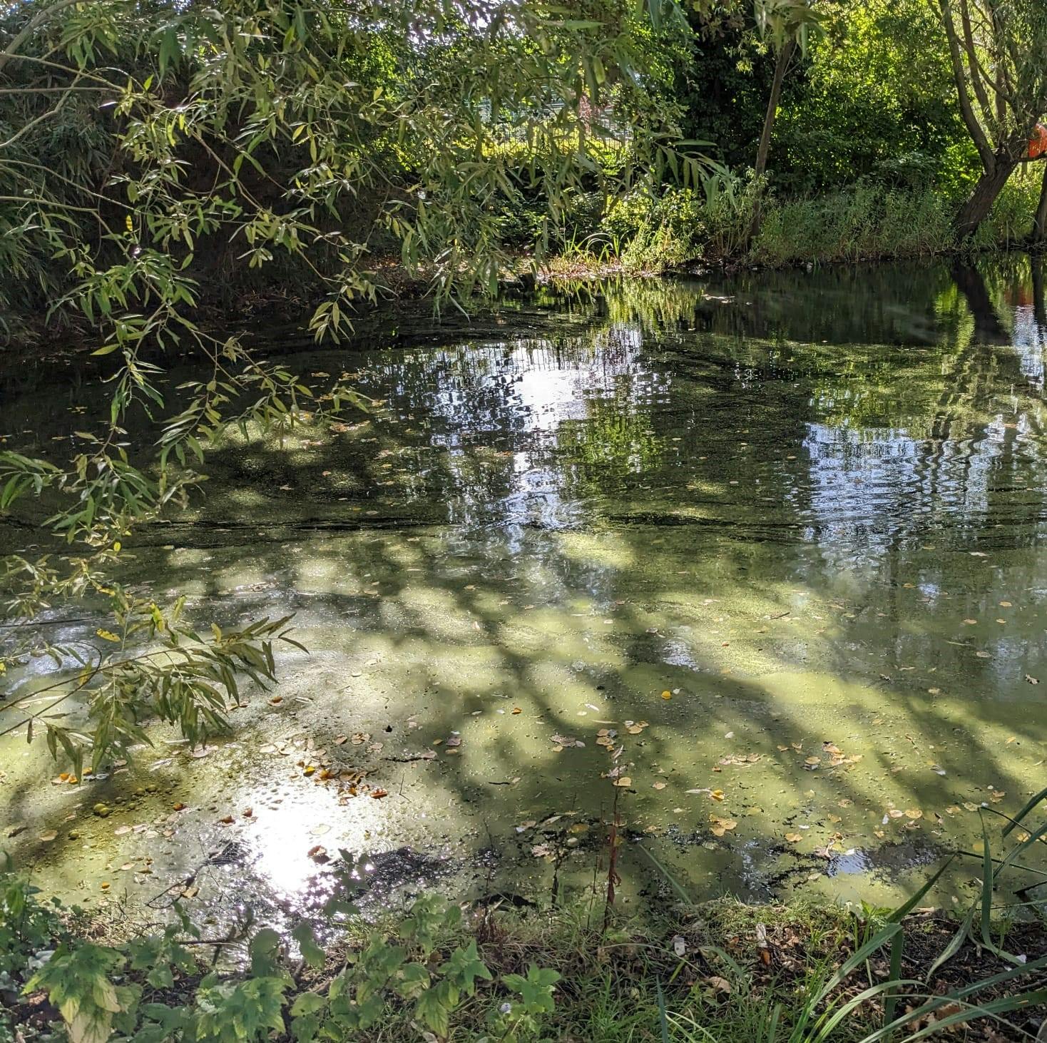 Clymping Dene- Feltham Park