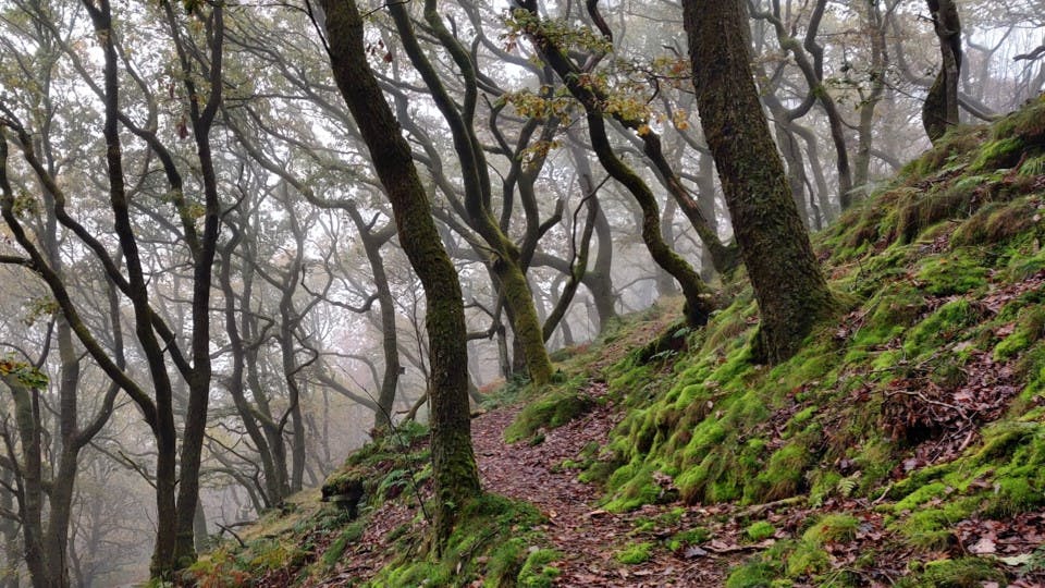 Are our woods part of the Celtic Rainforest?