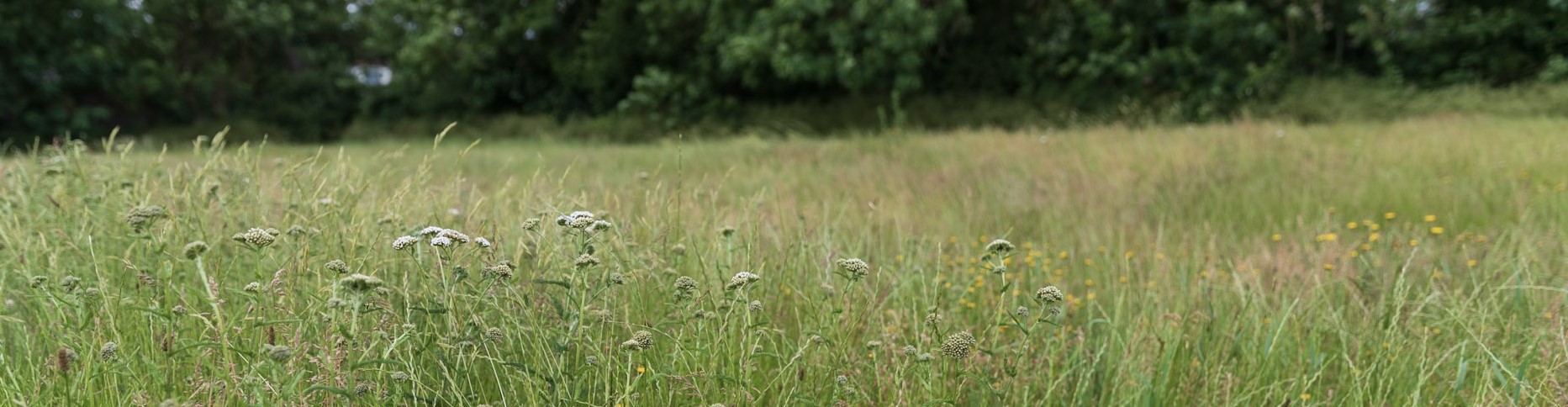 Close up view of a green meadow