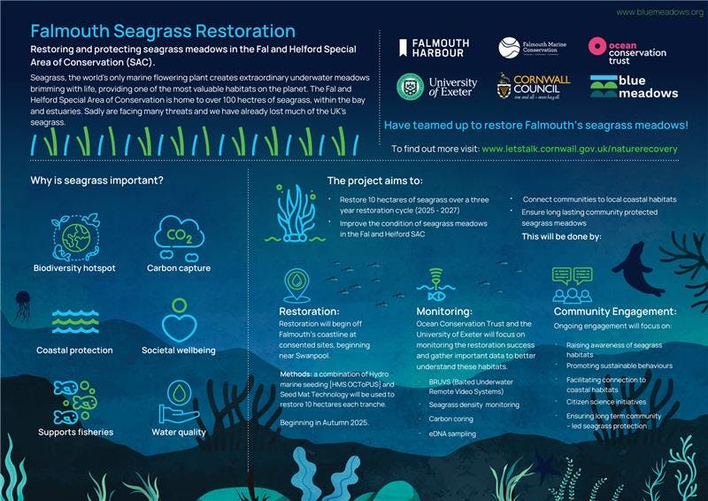 Falmouth Seagrass Restoration