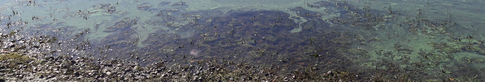 blue-green algae on a lake