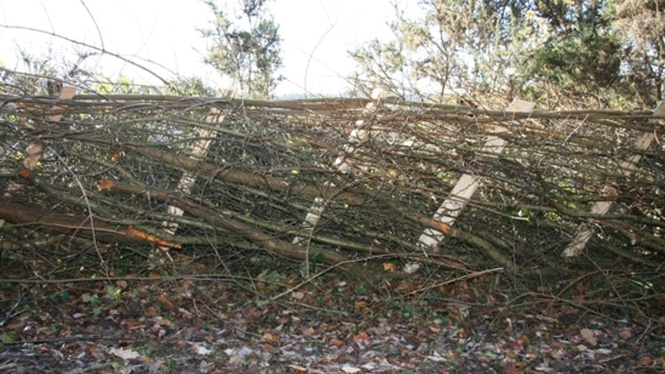 A hedge laying masterclass