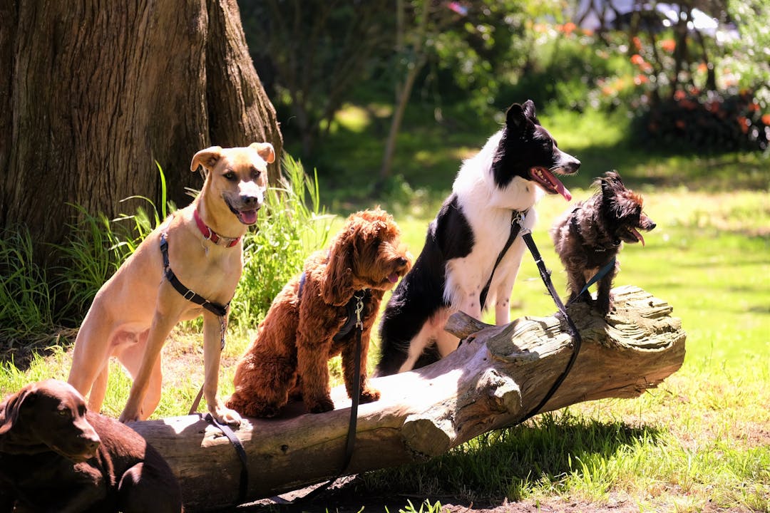 five dogs, sat on a tree log 