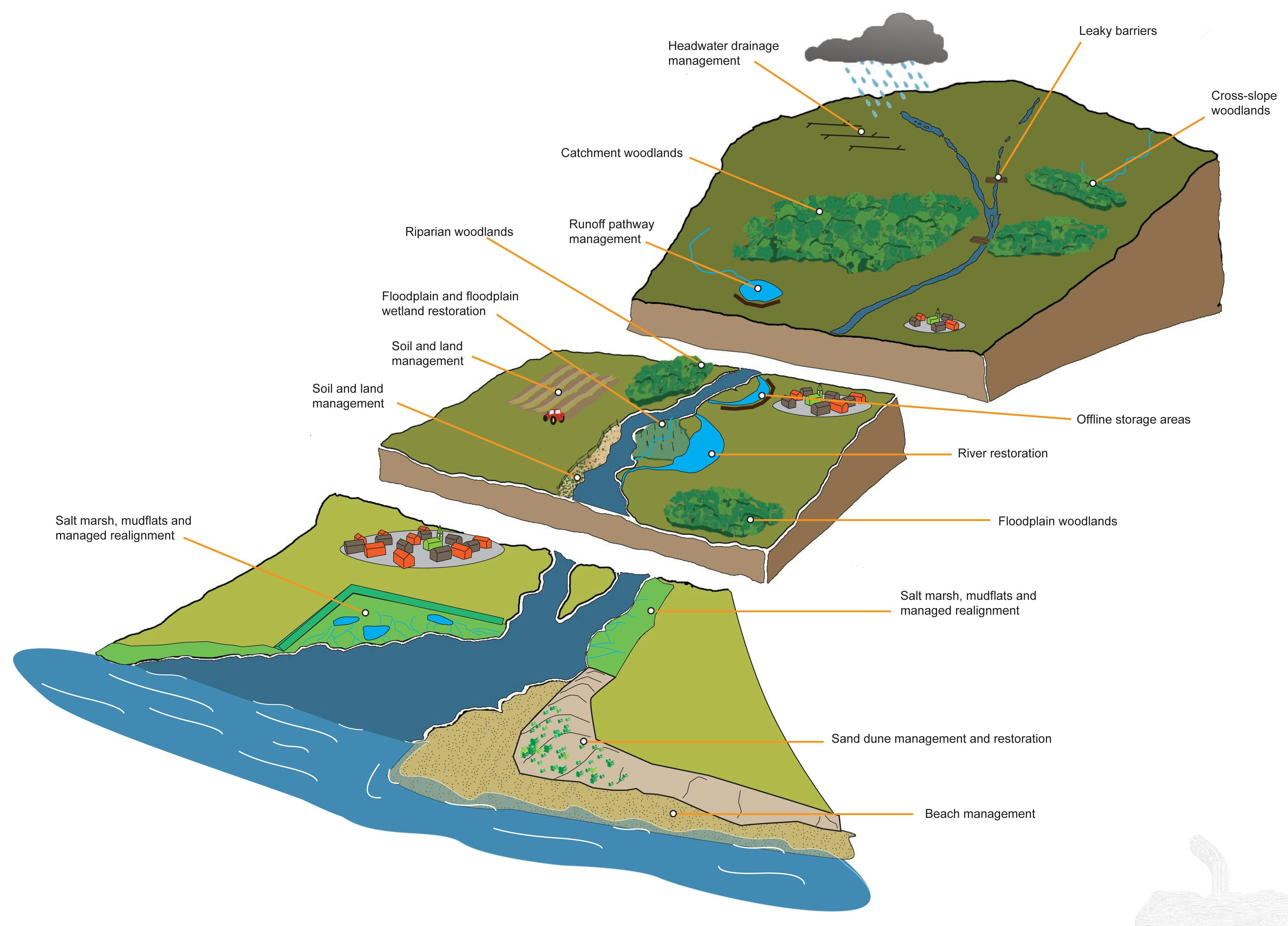 Working with Natural Processes illustration