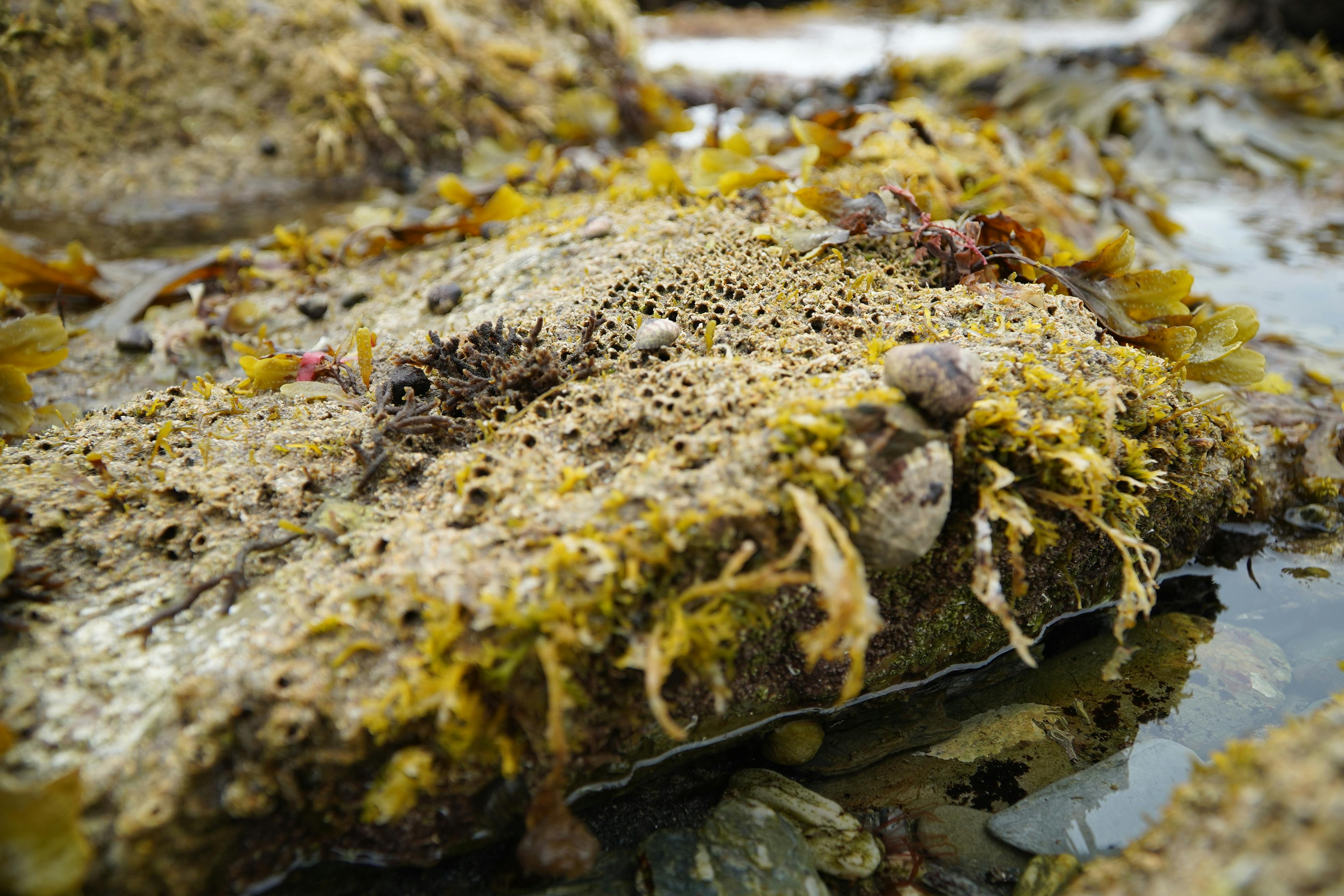 Honeycomb worm habitat structure