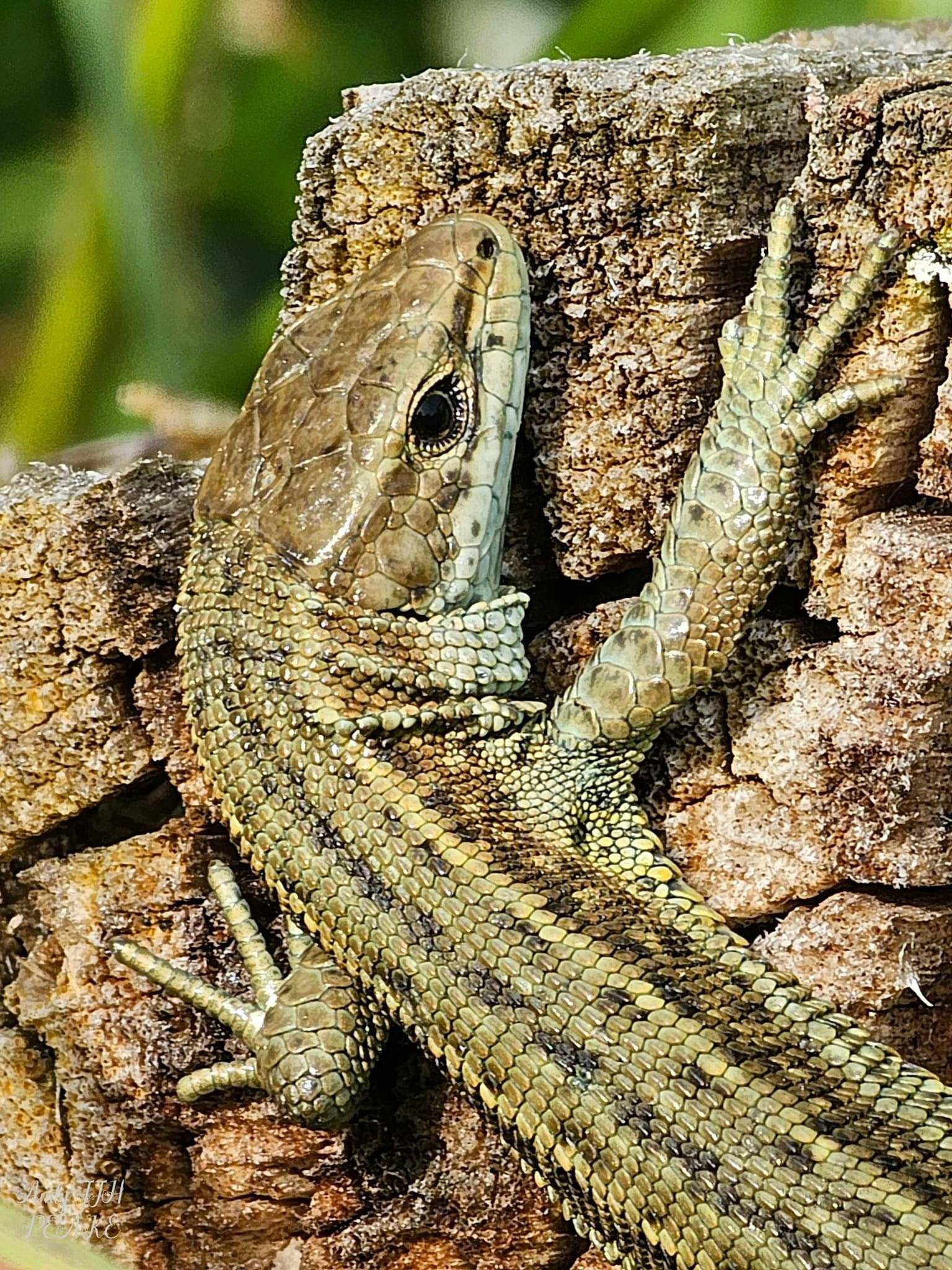 Vivaparous Lizard- Hounslow Heath (cred Andy Peake).jpg