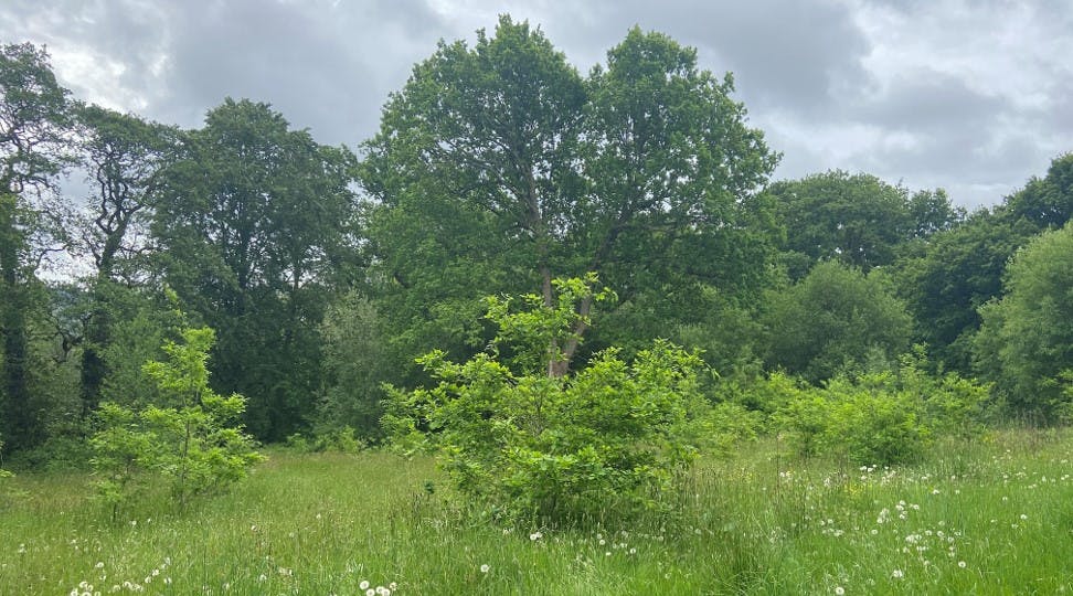 This woodland is expanding naturally, the right tree in the right place, no need for tree planting here