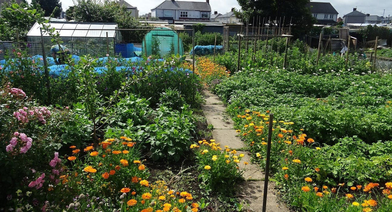 Allotment plot on the Burn Valley site with flowers, crops and greenhouses