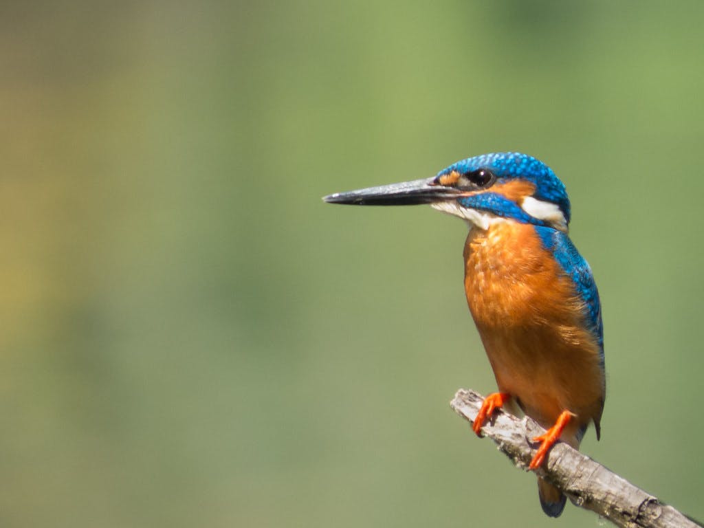 Photograph of a kingfisher
