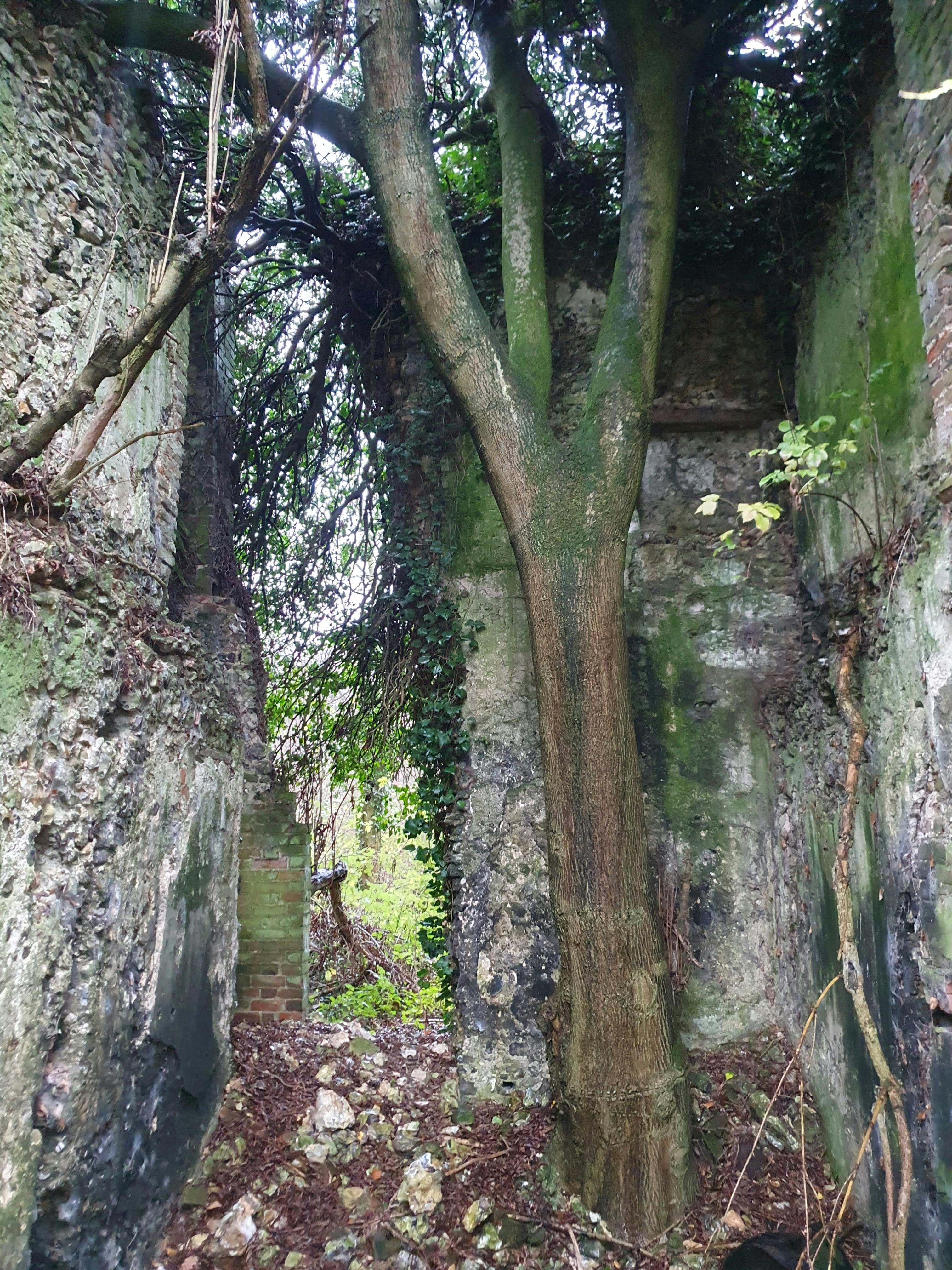 Binbury motte and bailey mural tower Thurnham
