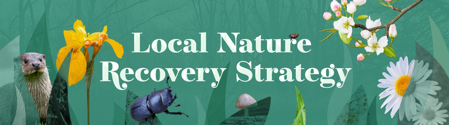 Images of nature on green background (including an otter, beetle, and flowers) with the words: Local Nature Recovery Strategy