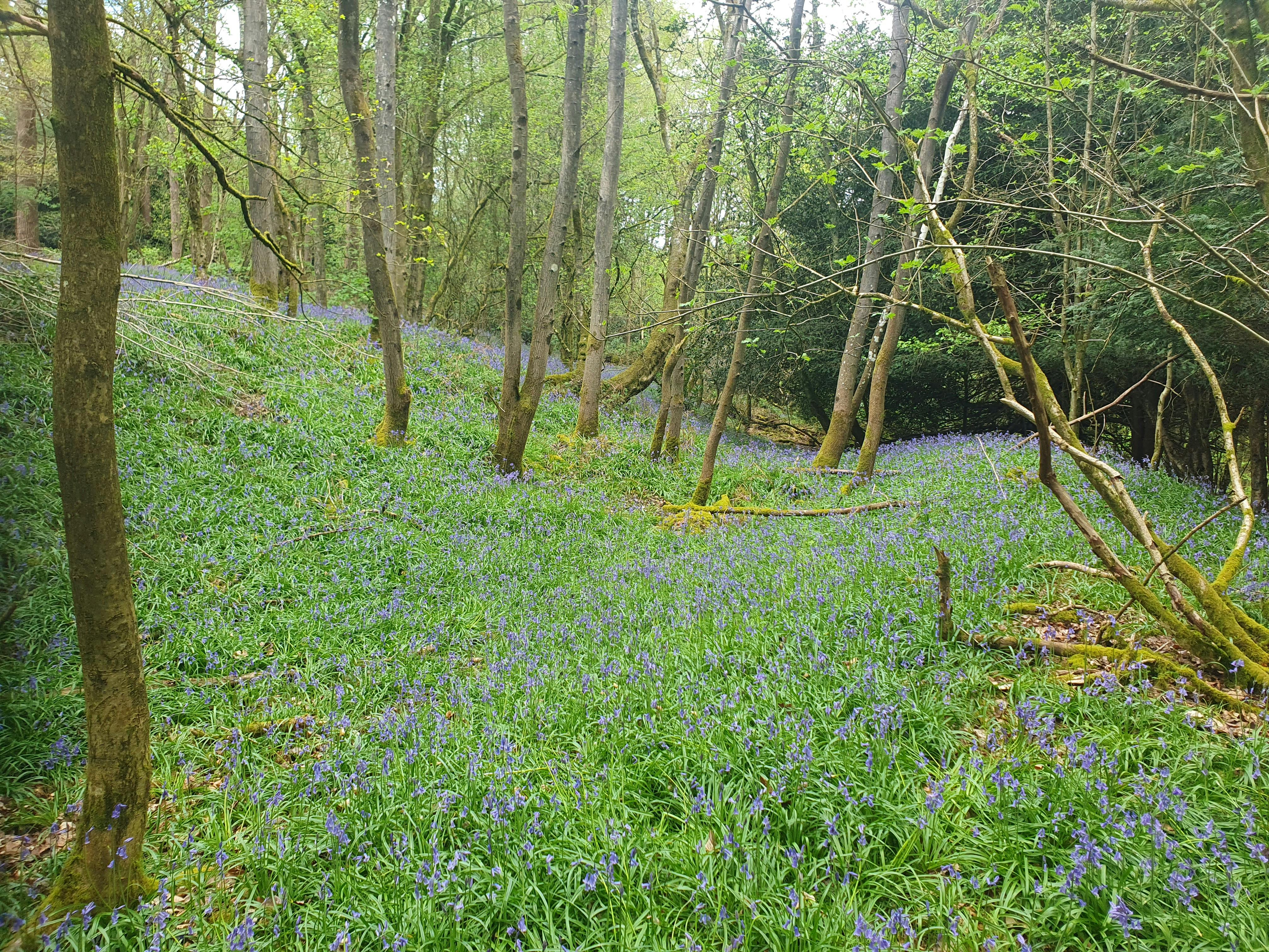 Squerryes Iron Age hillfort ramparts