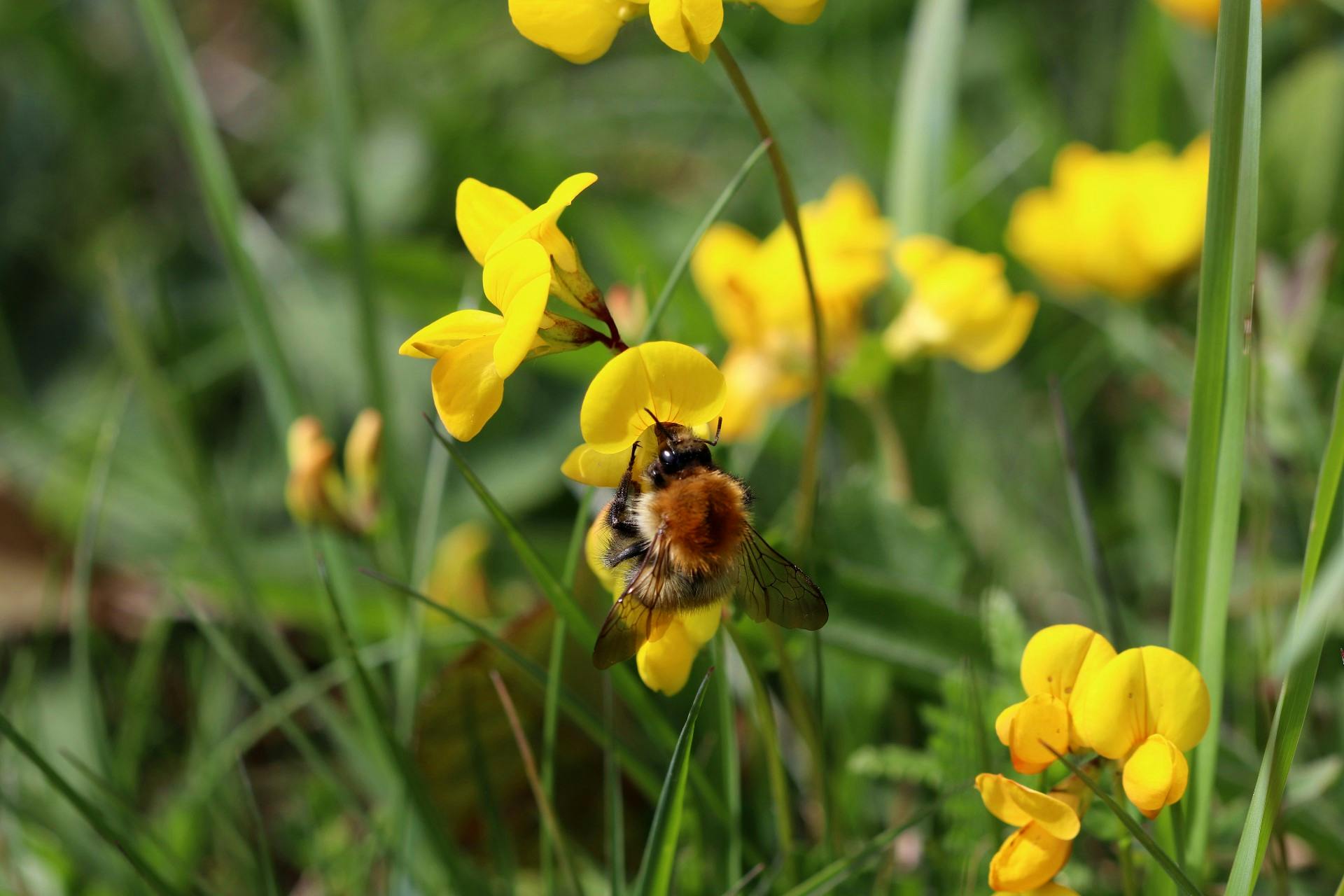 Birds-foot Trefoil Bee.jpg