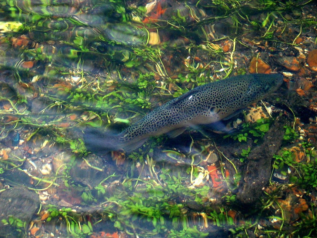 Photograph of a trout