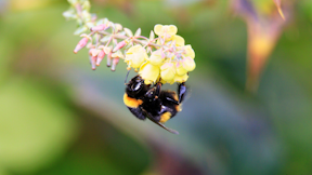 An RHS guide to native wildflower meadow management.