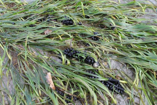 Cuttlefish eggs on Seagrass.JPG