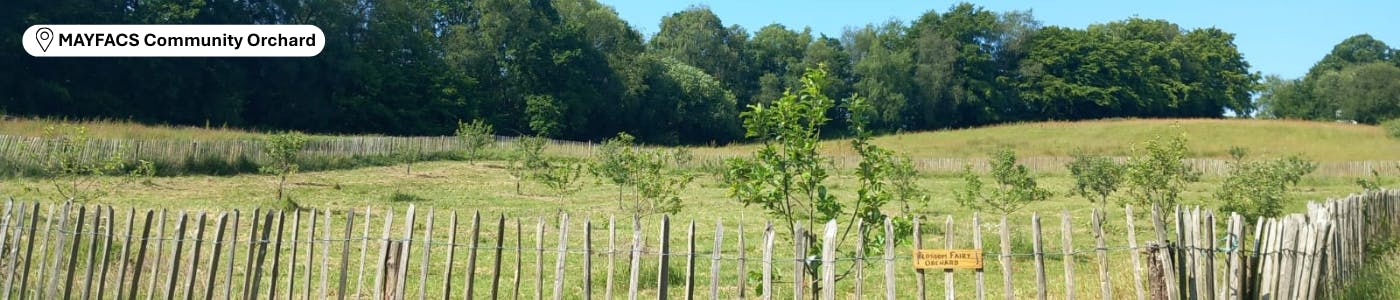 Image showing trees and sloping grass with newly planted young trees with a wooden picket fence in forground