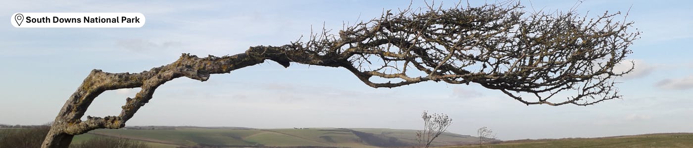 Image shows a tree being blown horizontal in the wind 