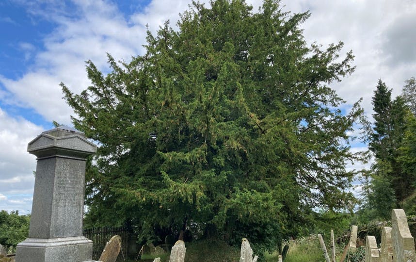 Graveyard yew