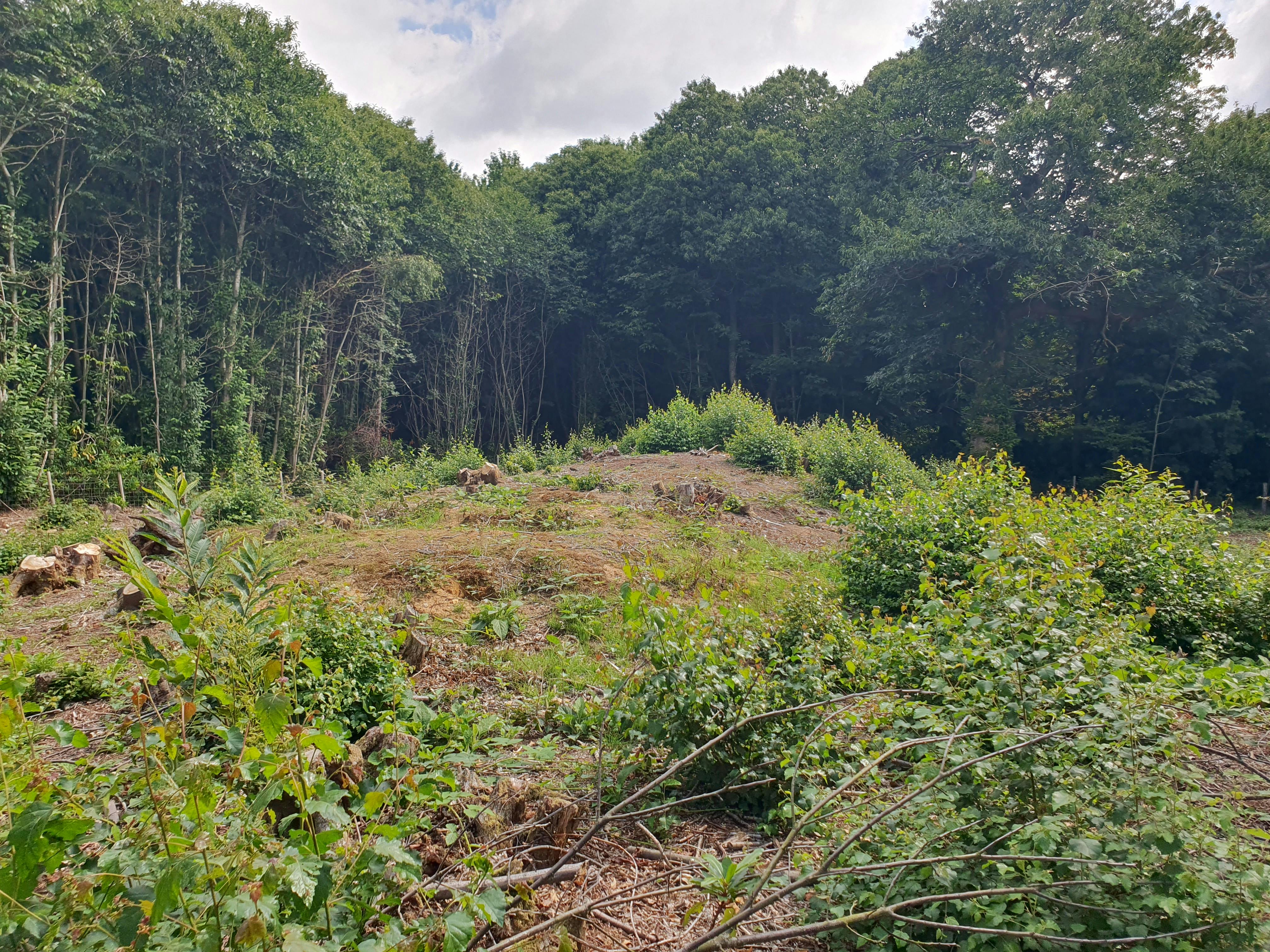 Shrubs Wood Neolithic long barrow Elmsted