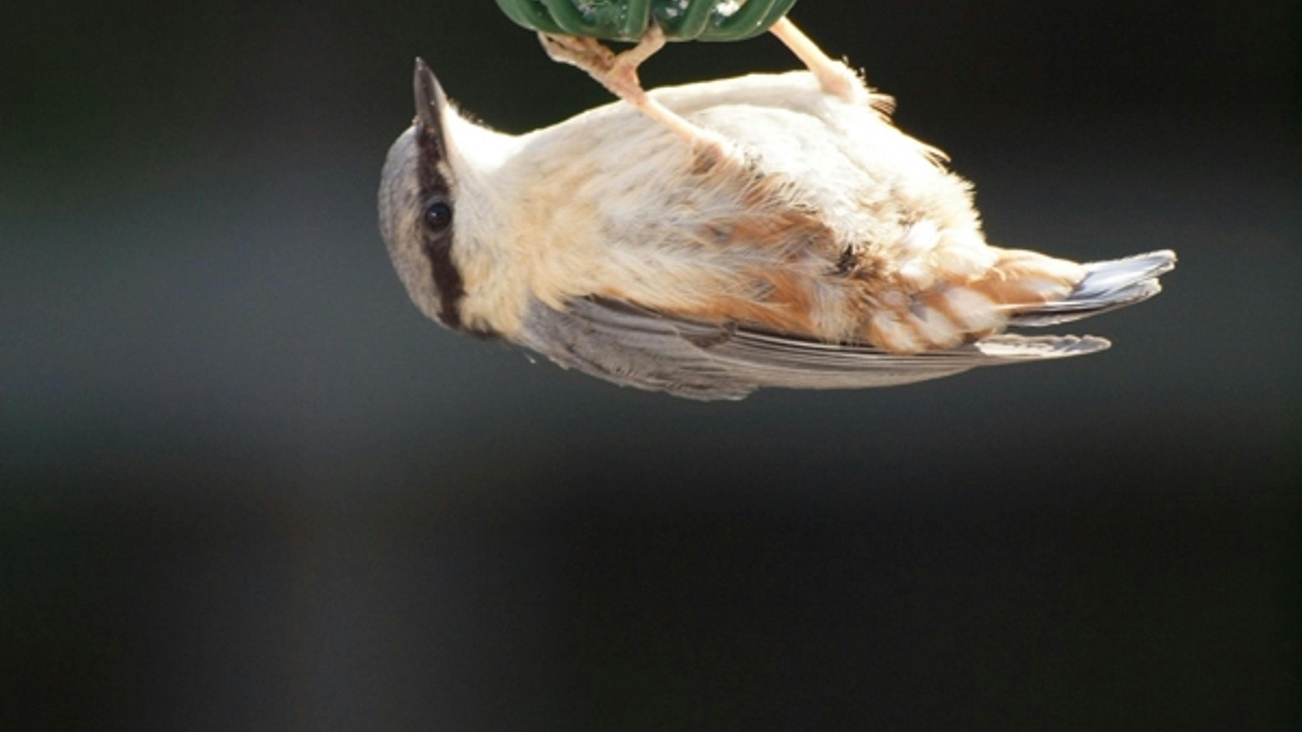 Woodland creator- Woodland birds like the nut hatch and the jay store food for the winter and sometimes forget where they left it.  New trees grow when the conditions are right for them