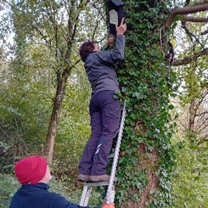 Installing bat boxes