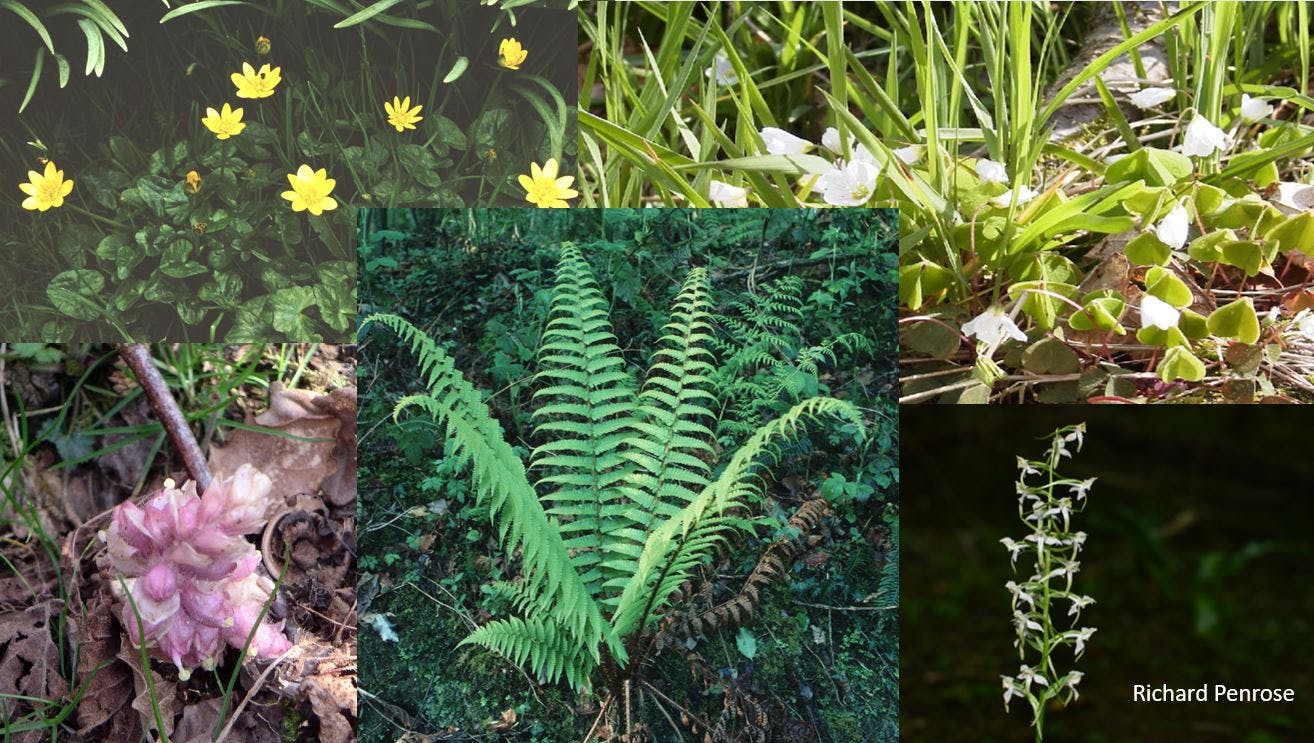 On the woodland floor