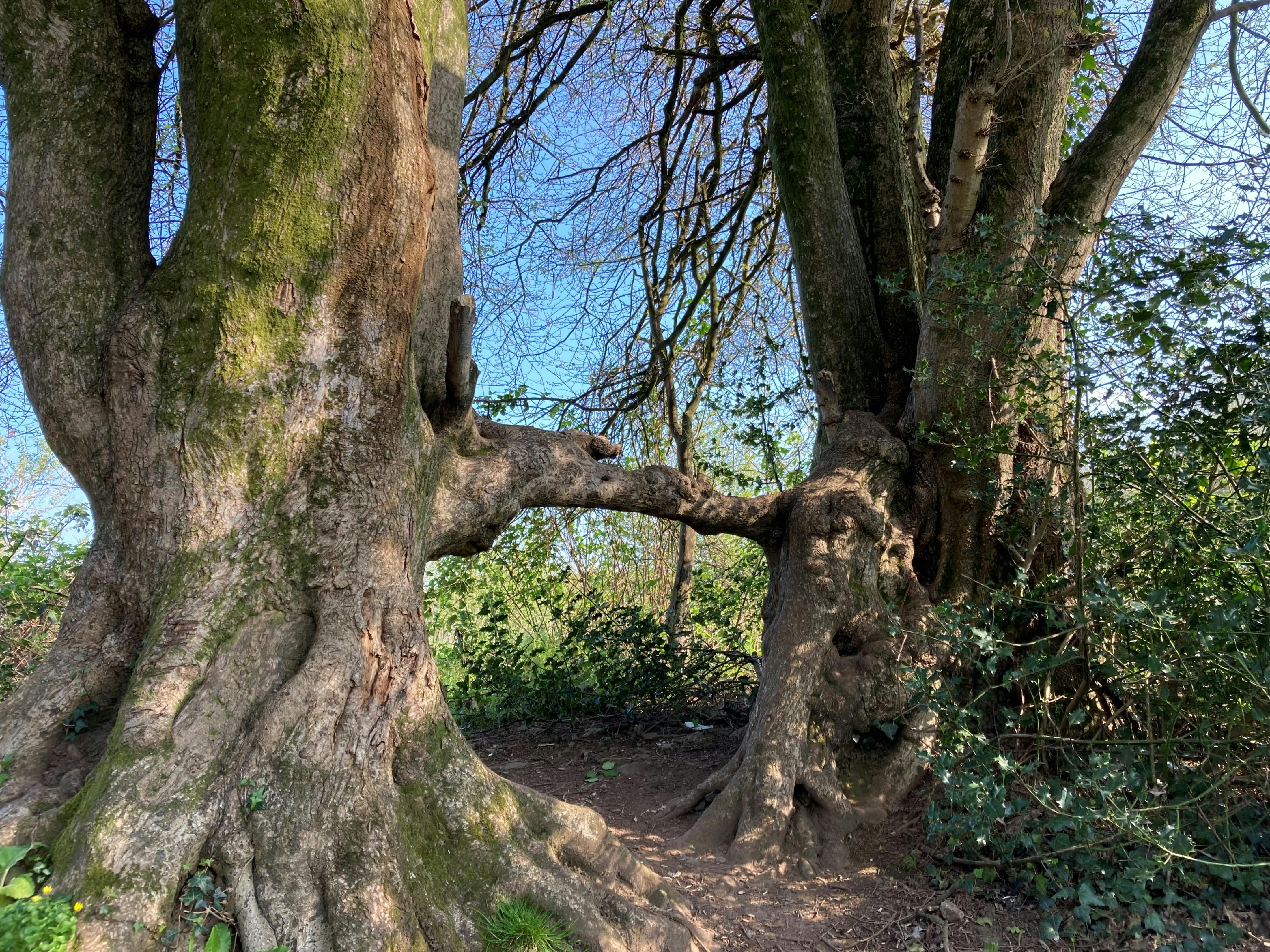 Ancient maples meet, was this once a hedge