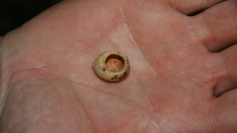 A dormouse ate this hazelnut