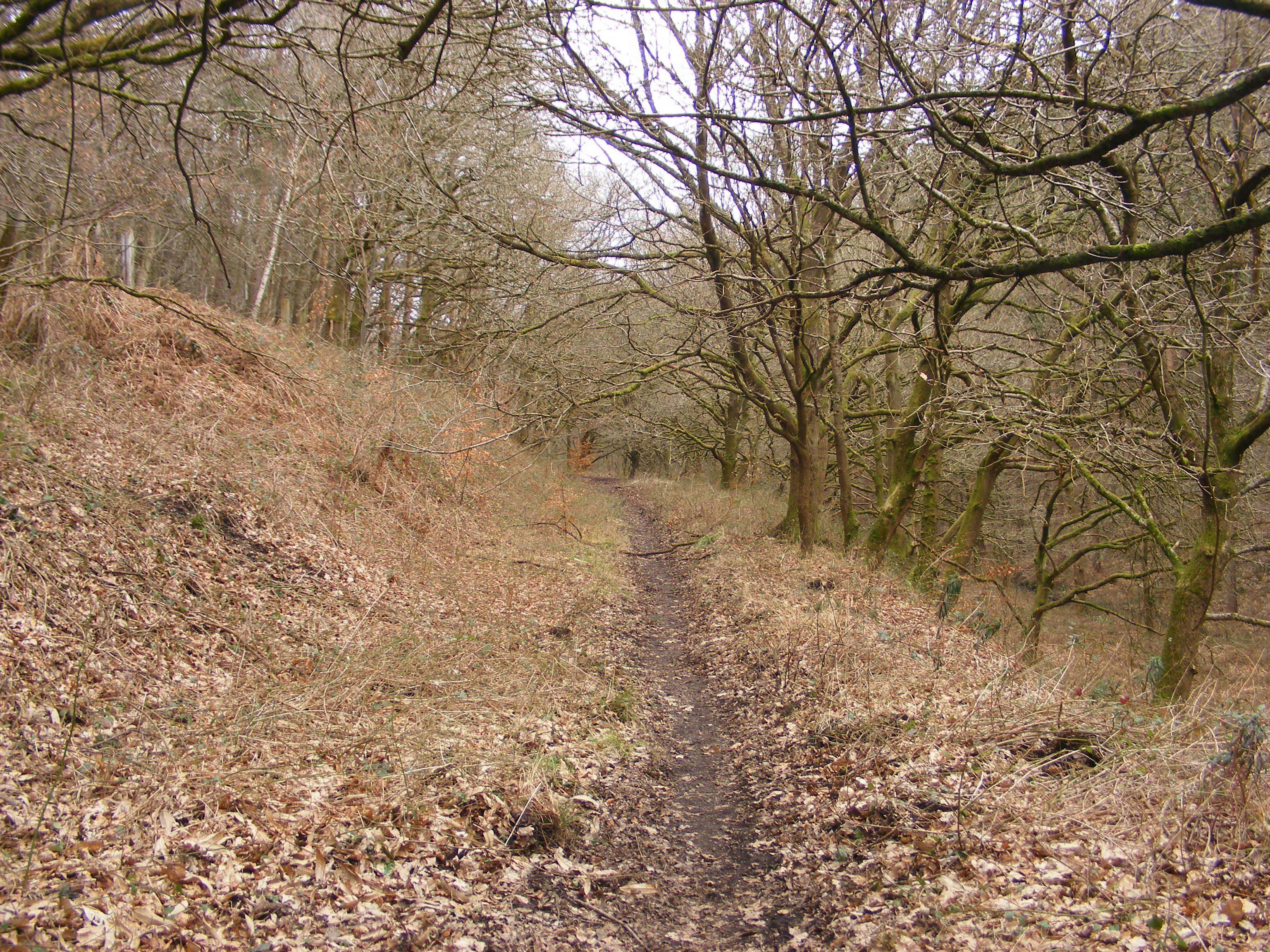 Forest of Dean.JPG