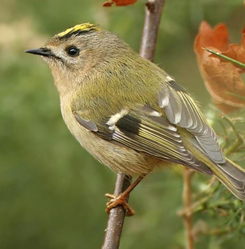Goldcrest.jpg