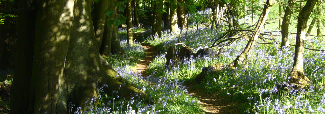 Chilterns blue path by Diana Rust