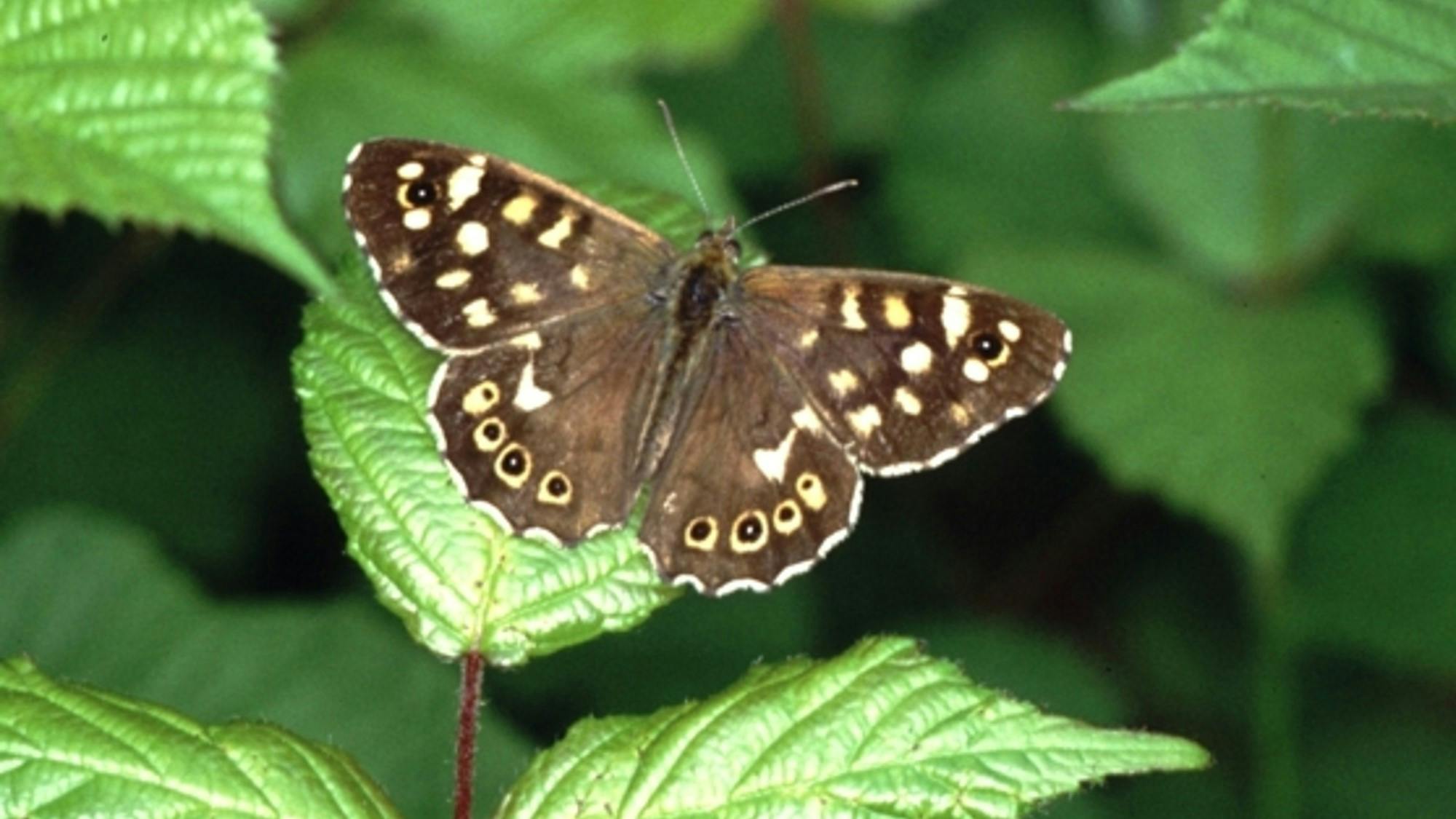 Speckled wood