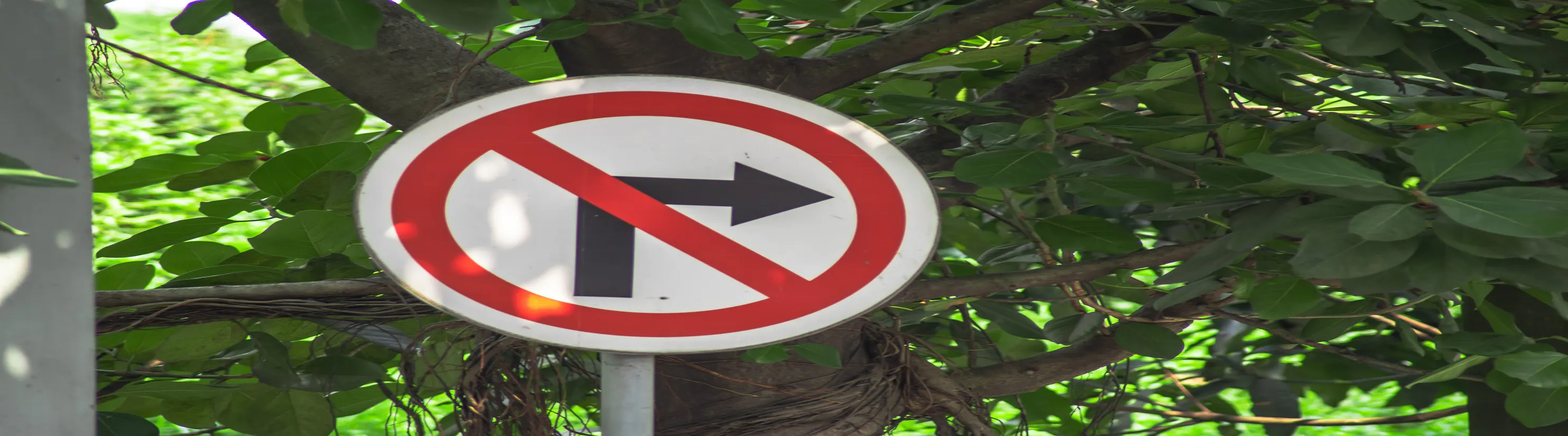 Photo of No Right Turn sign in front of tree.