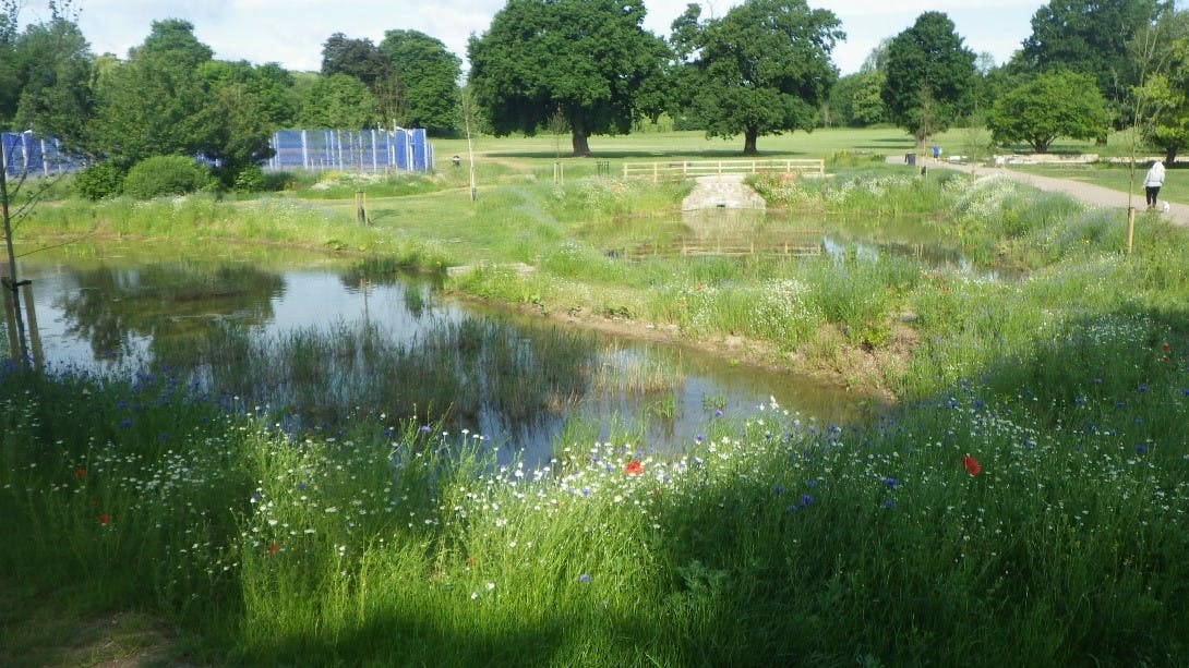 Enfield Town wetland scheme.jpg