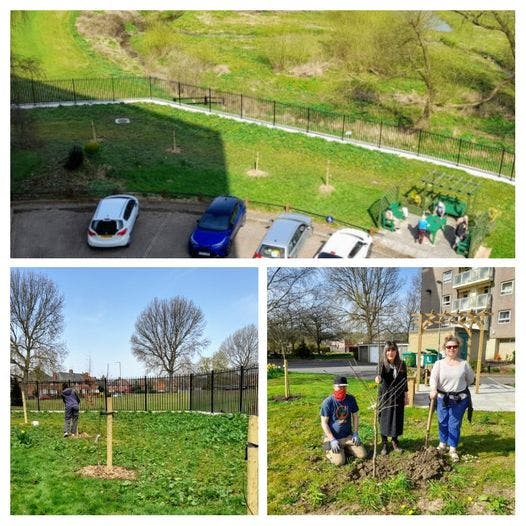 Denbigh orchard planting.jpg