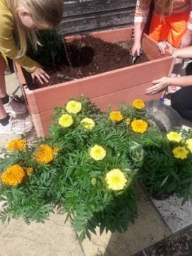 An image of two young girls digging out the soil in a large wooden plant box so that they can plant yellow flowers