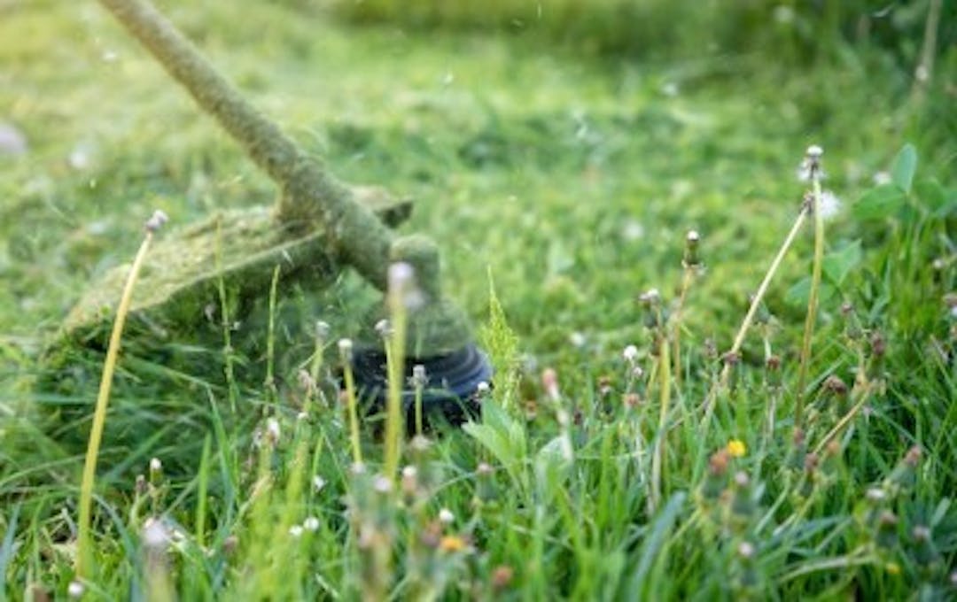 Photo of a strimmer cutting grass