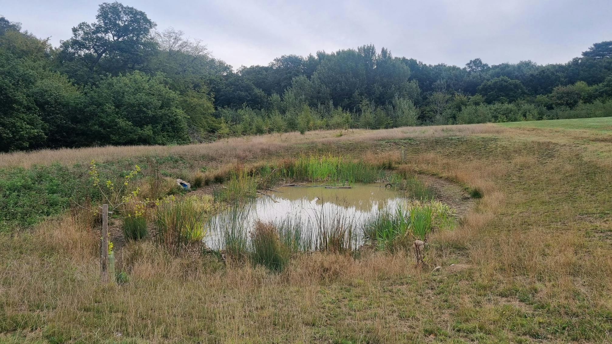 Trent Park Wetlands 1