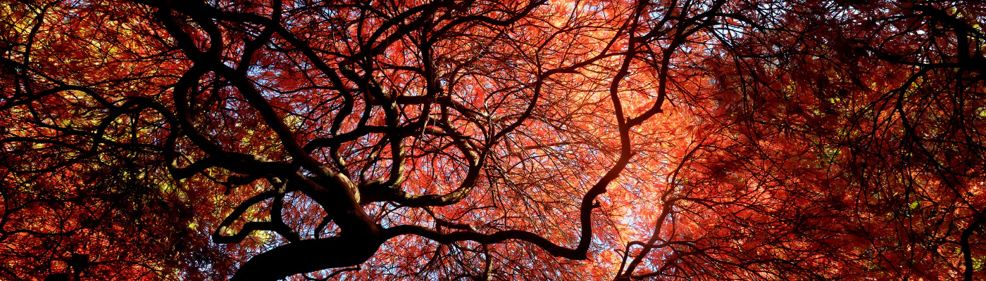 Photo of a tree with branches intertwined and bright red leaves taken from below on the ground