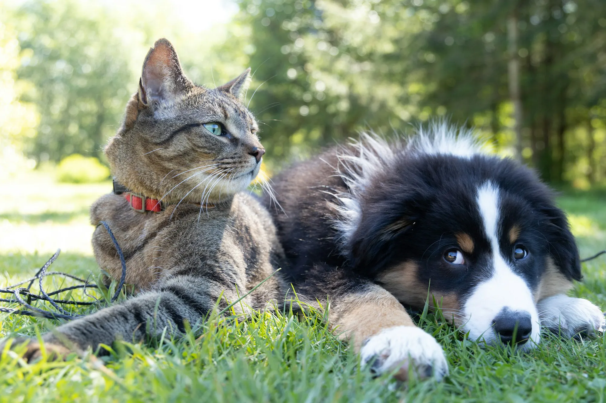 cat and dog lying next to each other on grass